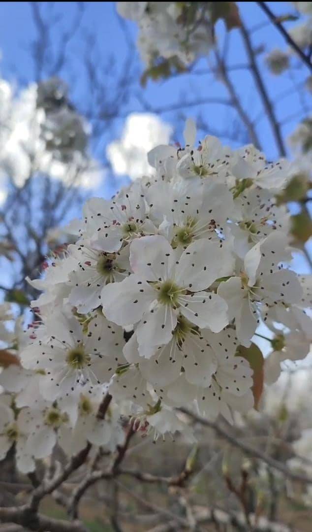 شکوفه های بهاری