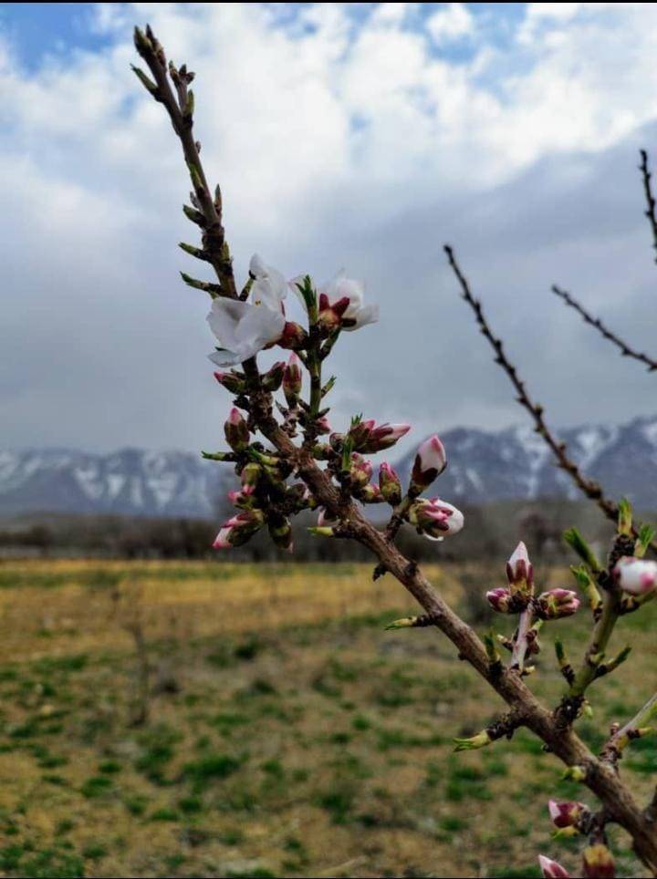 شکوفه
