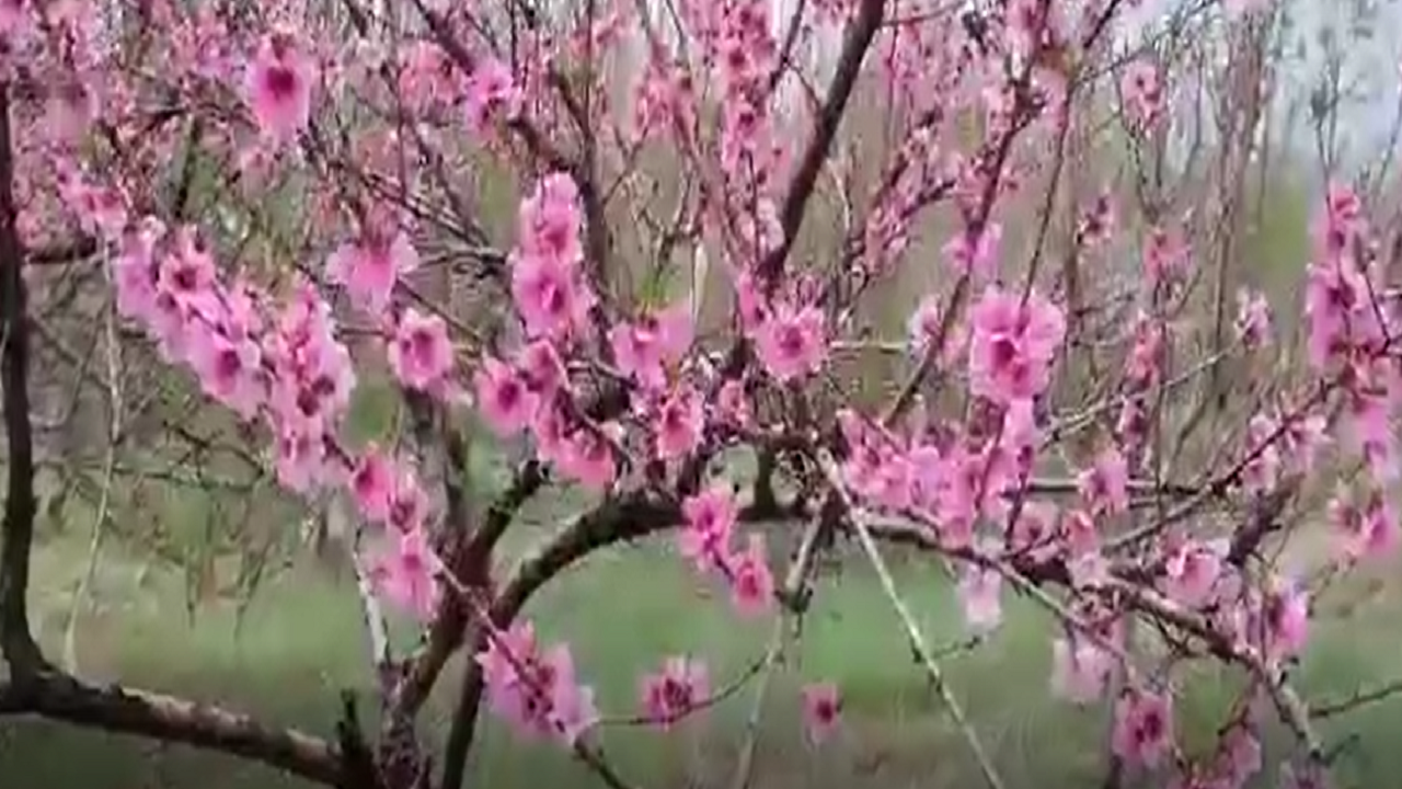 تصاویر بسیار زیبایی از طبیعت بهاری شهرستان نهاوند