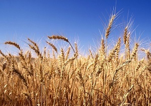 آغاز برداشت گندم در حمیدیه