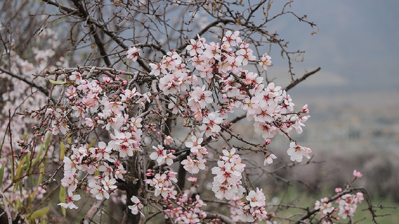 شکوفا شدن درختان بادام در روستای جغدان با آغاز فصل بهار + فیلم