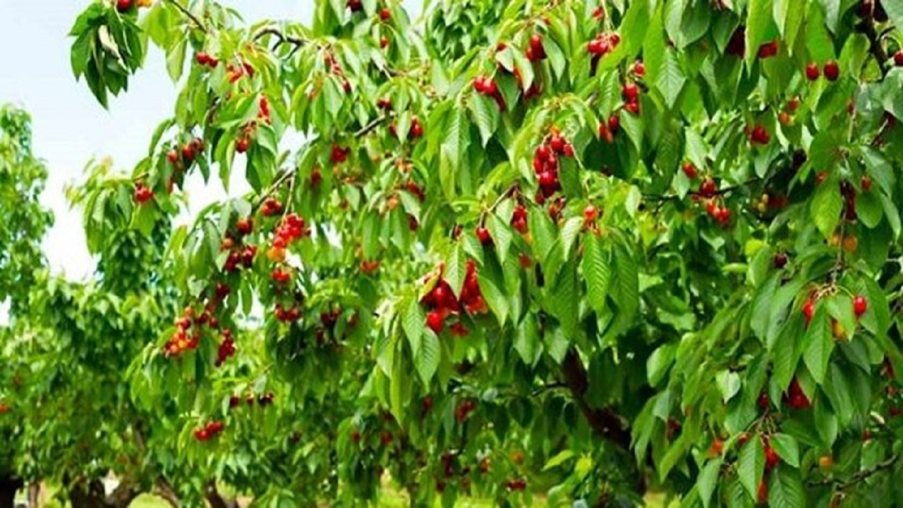 صحنه باغ شهر کرمانشاه