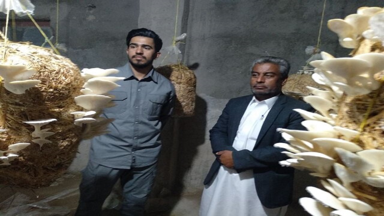 پیش بینی برداشت ۵ تن قارچ صدفی در شهرستان تفتان