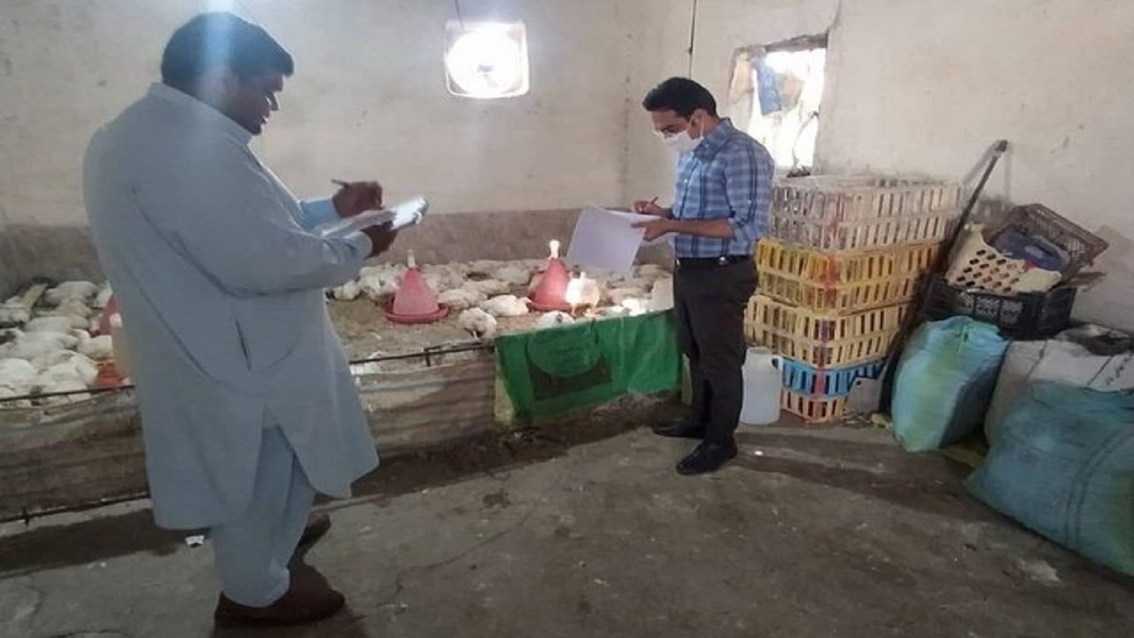 ۶ واحد مرغ فروشی خاش به دلیل گرانفروشی تعزیراتی شده اند