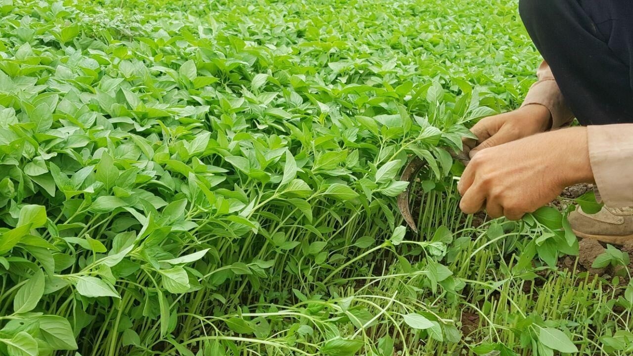 پیش بینی برداشت 4000 تن سبزیجات از خرمشهر