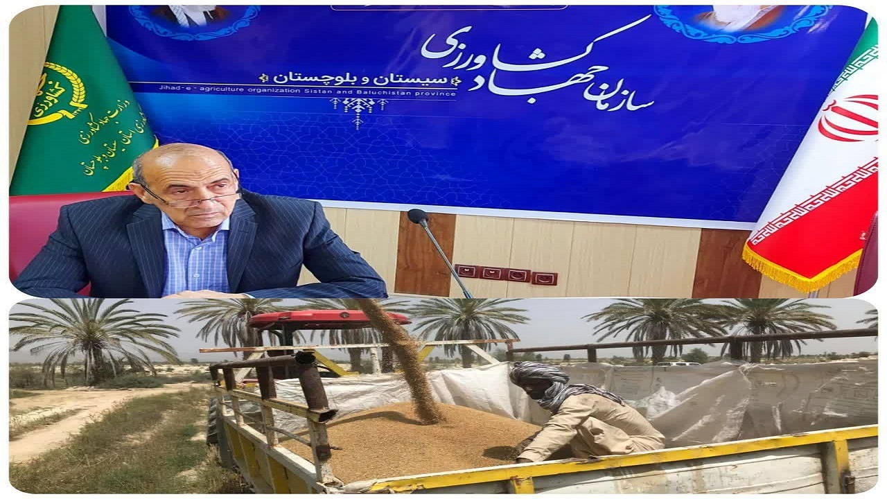 خرید گندم در سیستان و بلوچستان به مرز ۹۵۰۰تن رسید