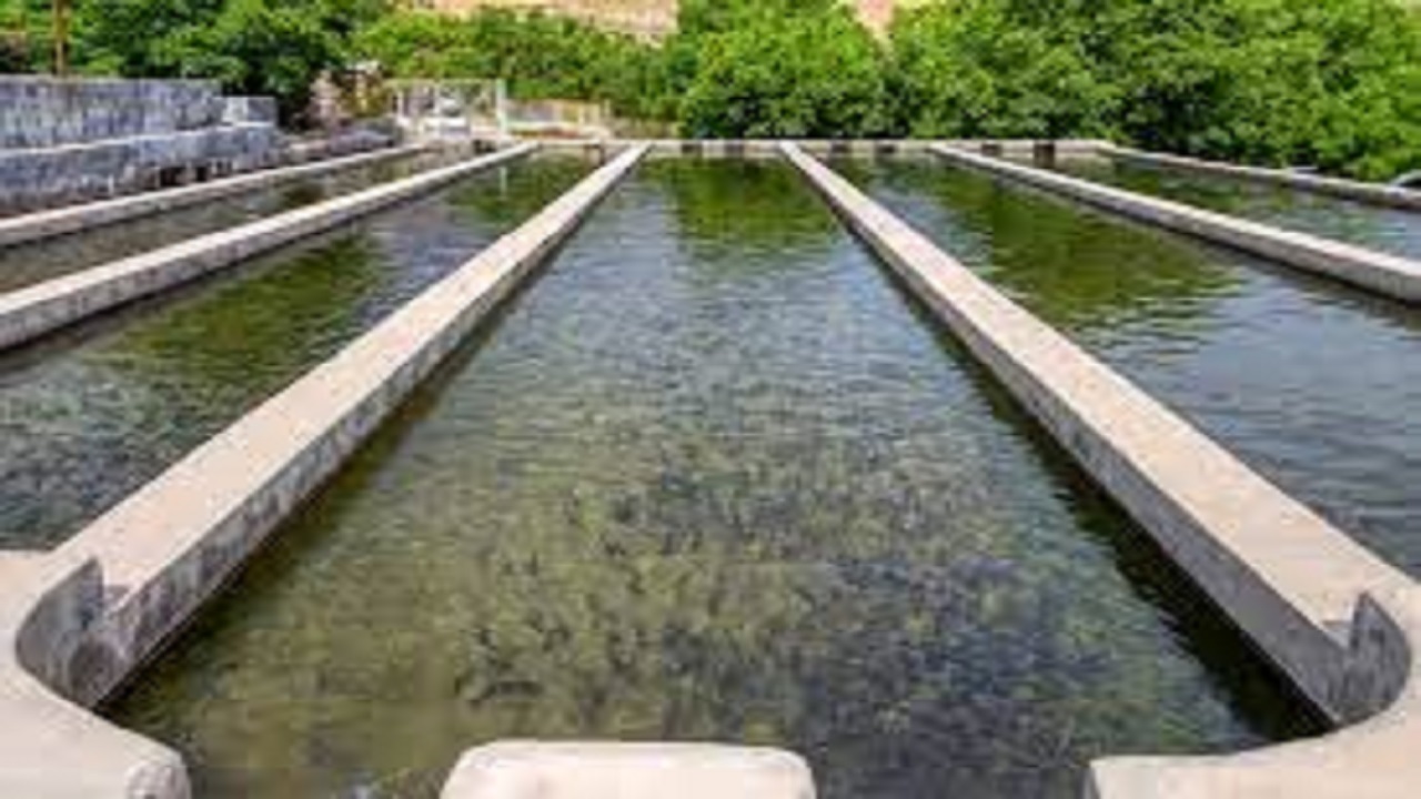 مسائل زیست محیطی در صنعت آبزی پروری مغفول نمانده است