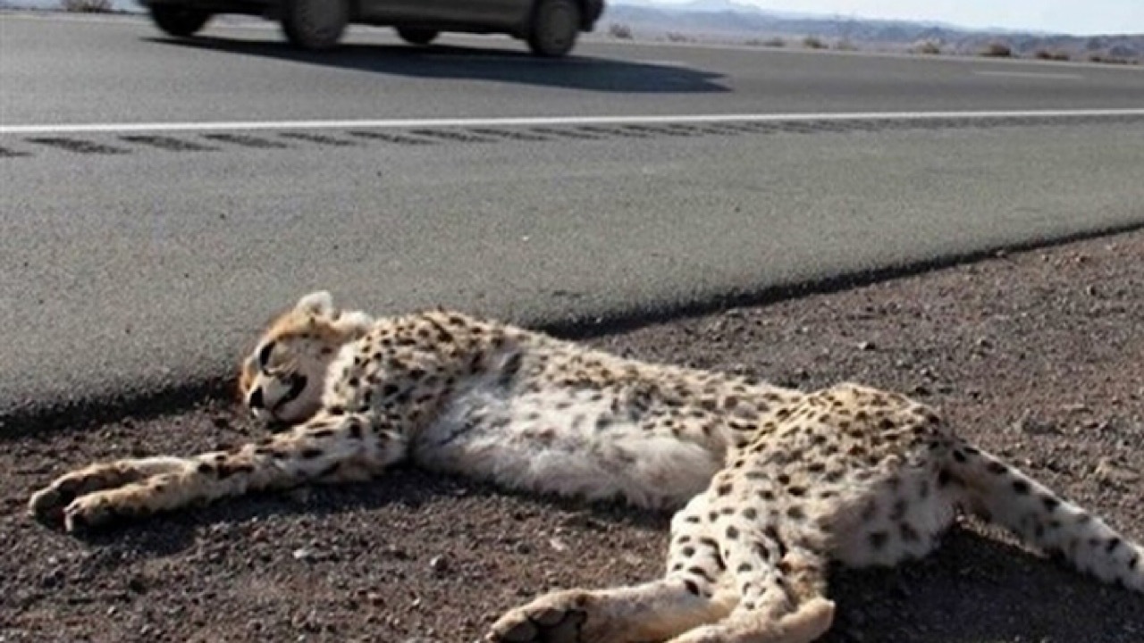 جاده عباس آباد برای یوزپلنگ‌ها ایمن می‌شود