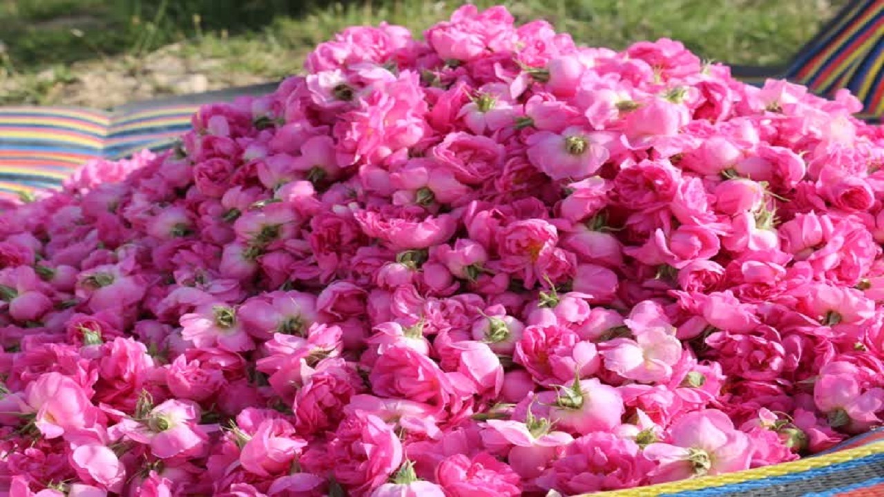 عطر گل محمدی در خاتم پیچید+عکس