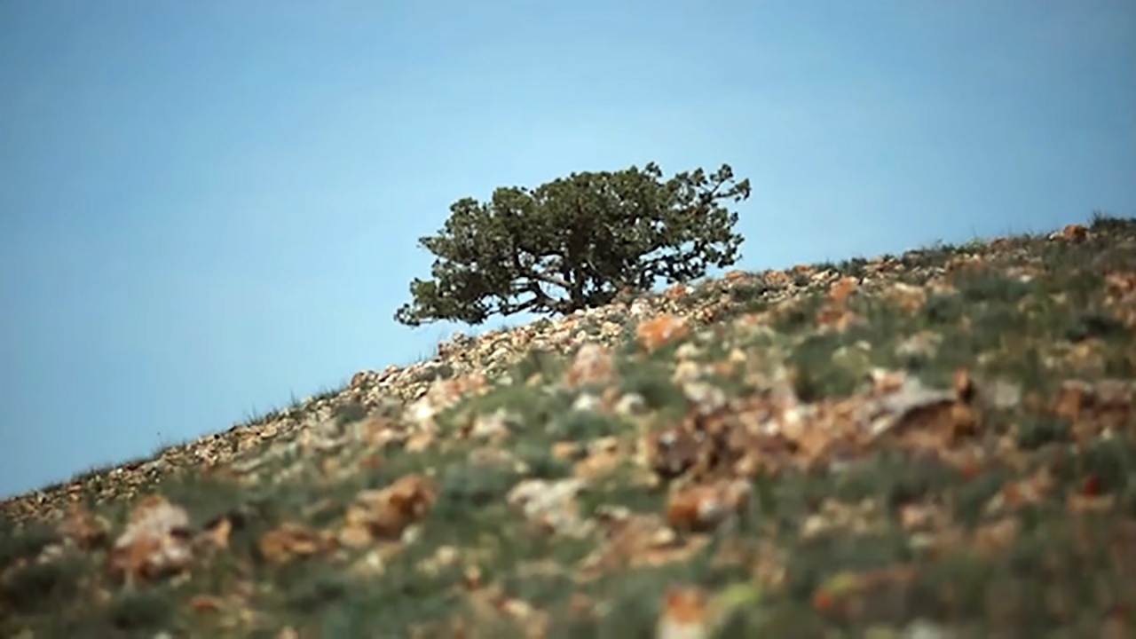 دانستنی‌های جالب درباره پارک ملی گلستان + فیلم