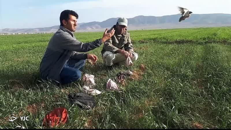 اتباع بیگانه شکارچی بلدرچین در شهرستان سرچهان به دام افتادند