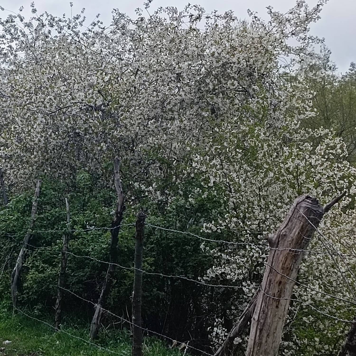فصل بهار در روستای رز