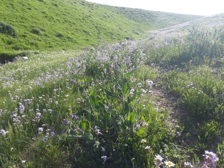طبیعت ایلام