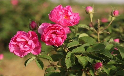 بهاباد معطر به بوی گل و گلاب