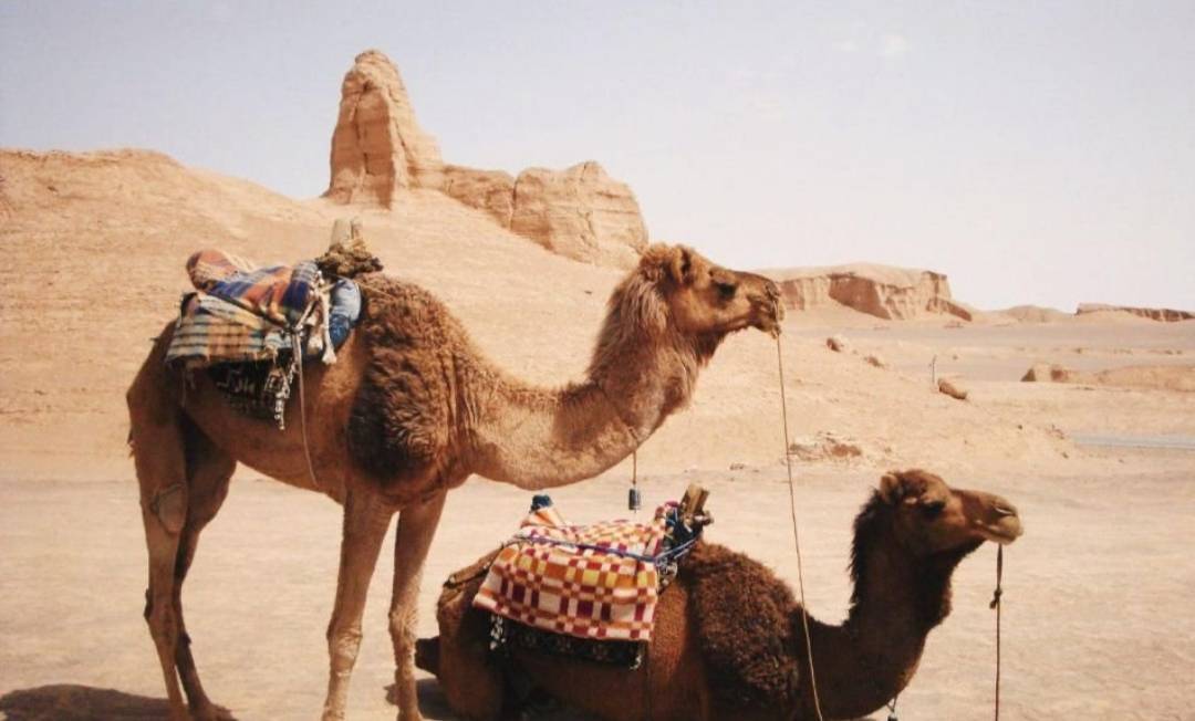 شتر در کویر لوت
