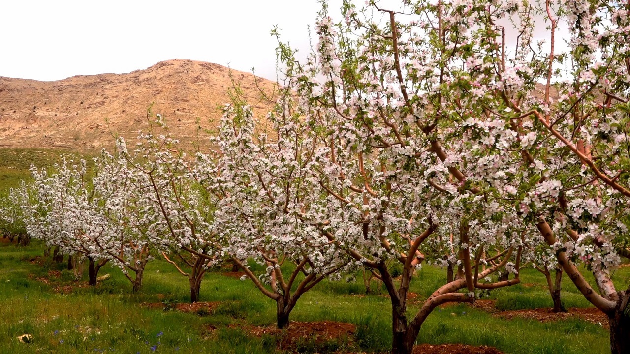 جلوه گری طبیعت بهاری چهاربرج با شکوفا شدن درختان + فیلم