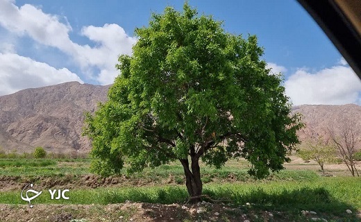رخ نمایی بهار در خراسان جنوبی + تصاویر