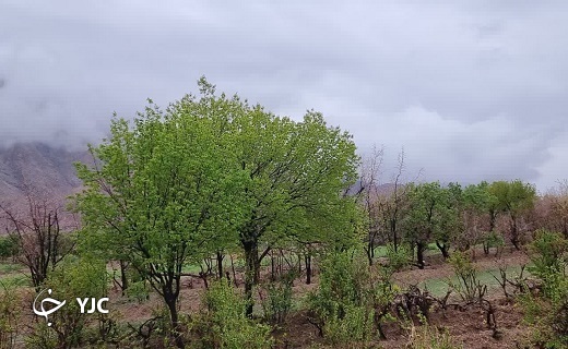رخ نمایی بهار در خراسان جنوبی + تصاویر