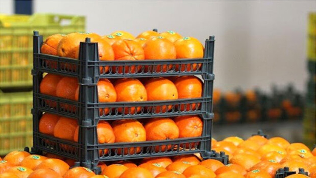 مرکبات و خرمای جهرم در بازار‌های خارجی