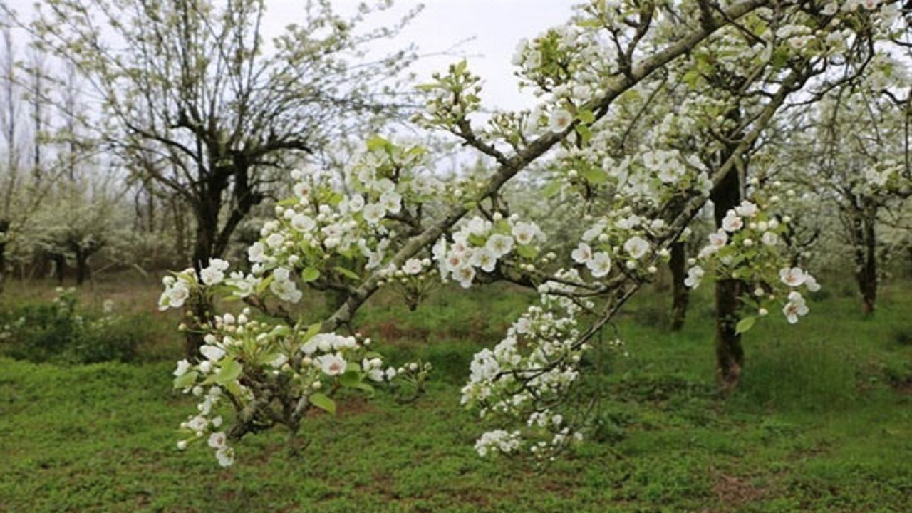 طبیعت بهاری روستای بیدهند استان قم + فیلم