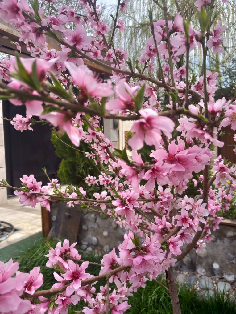 شکوفه های بهاری