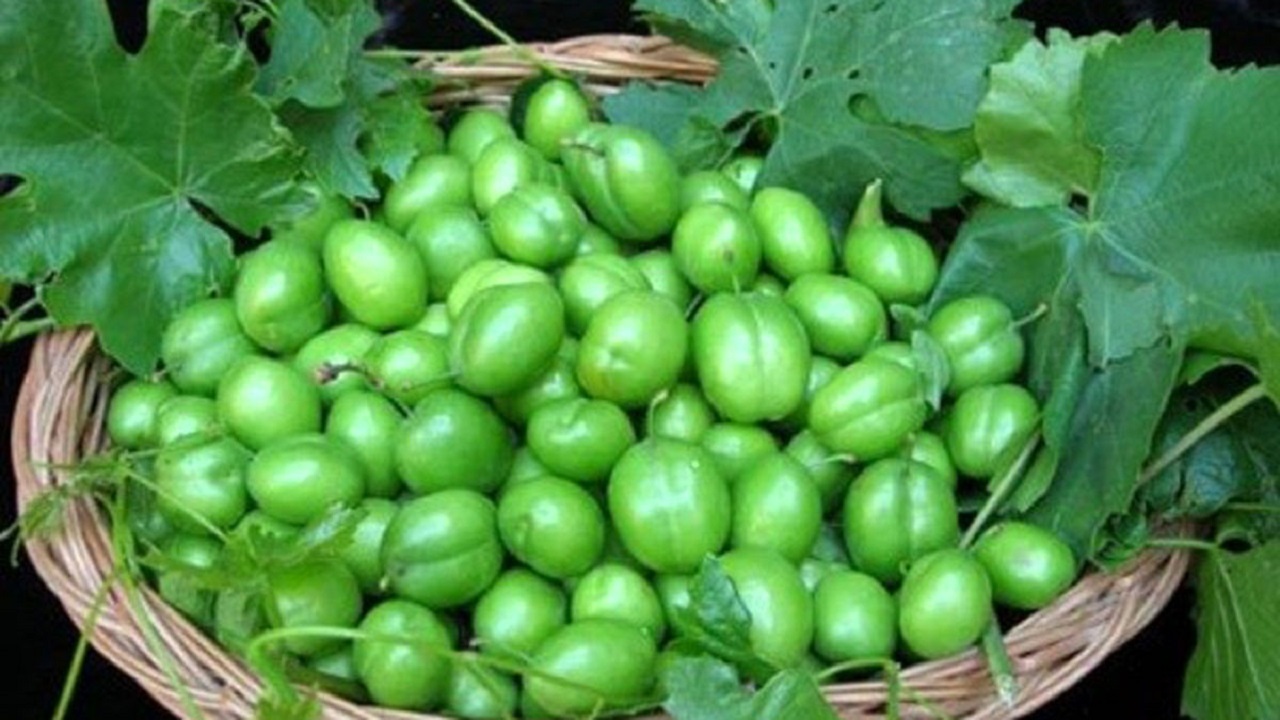 برداشت گوجه سبز نوبرانه از گلخانه مهریز