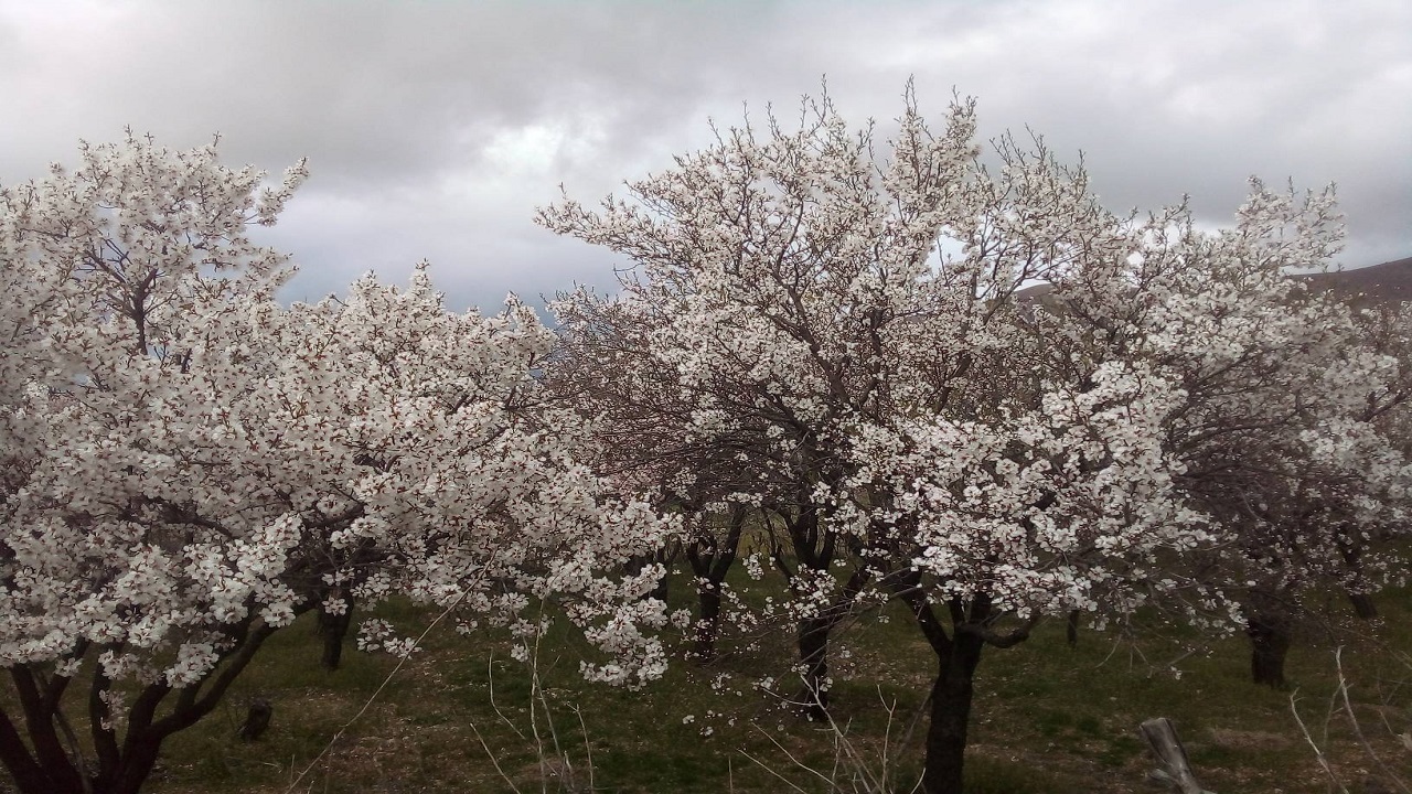 تصاویر بهاری روستای جغدان در لنز دوربین شهروندخبرنگار