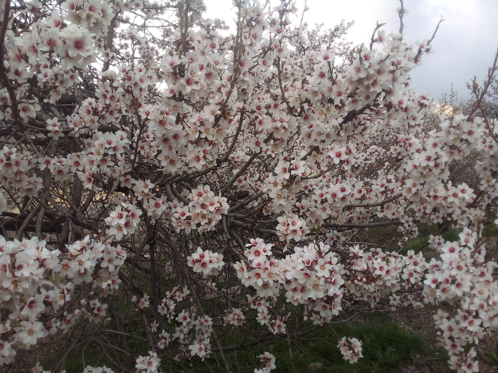شکوفه های بهاری