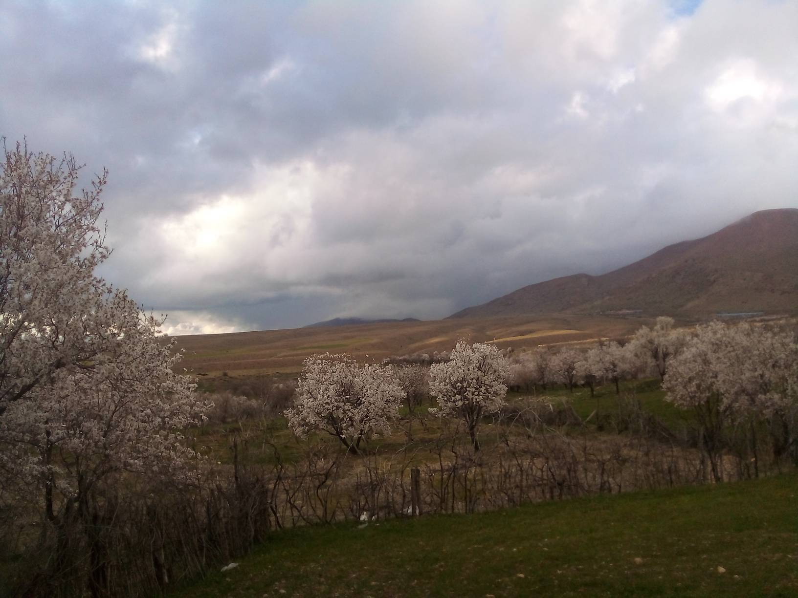 طبیعت بهاری
