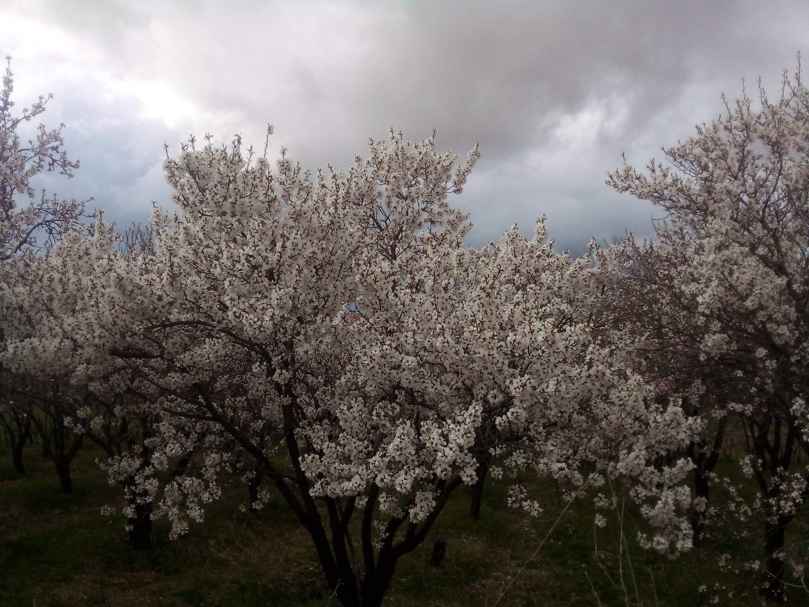 شکوفه های درختان