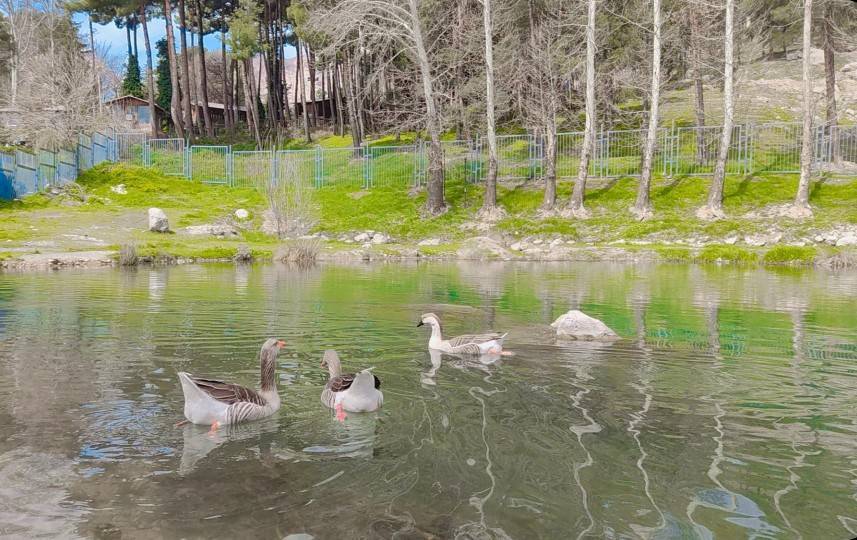پرندگان پرندگان