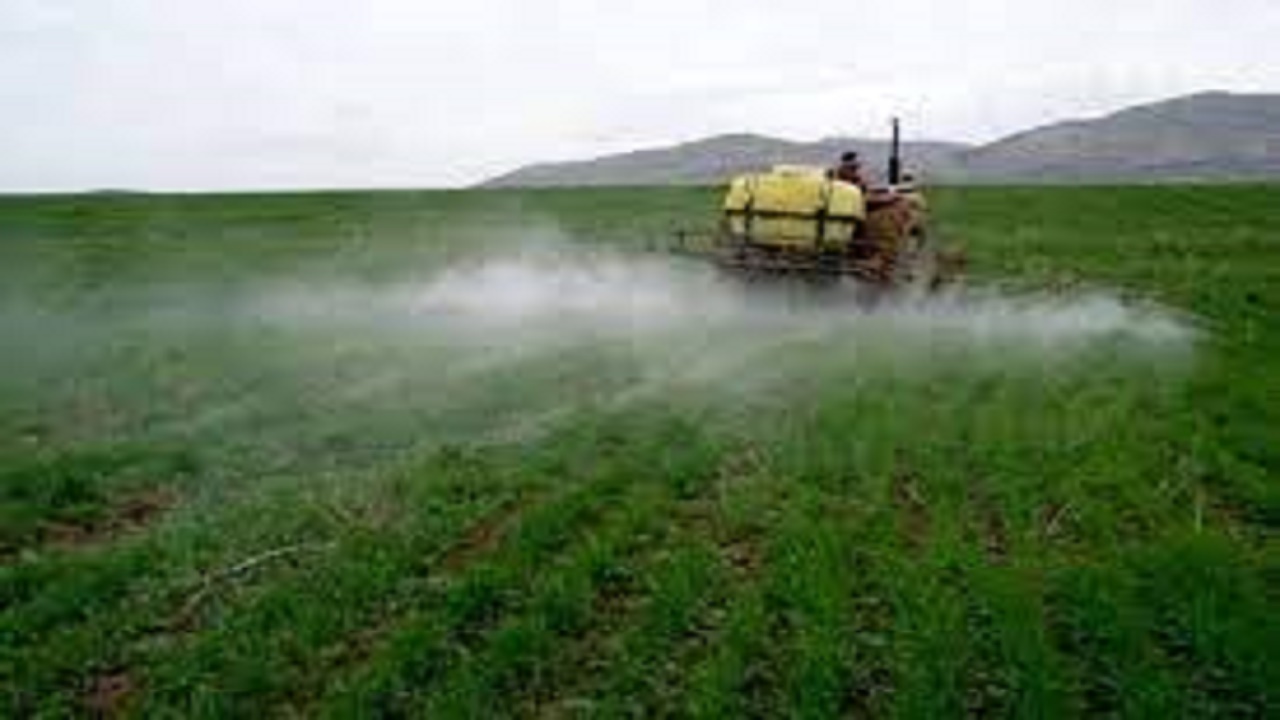 اجرای عملیات پایش در سطح ۲۰ هزار هکتار از مزارع گندم