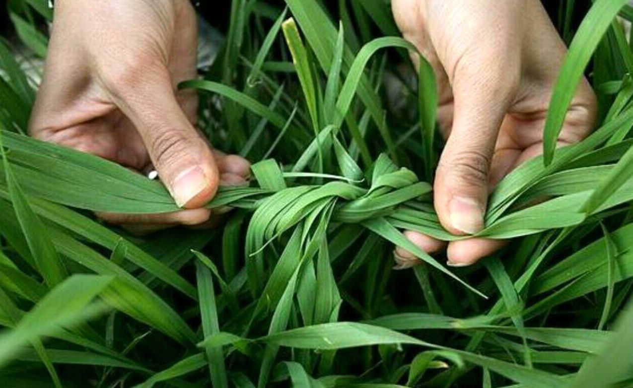 سیزده بدر، مراسم بدرقه جشن نوروز