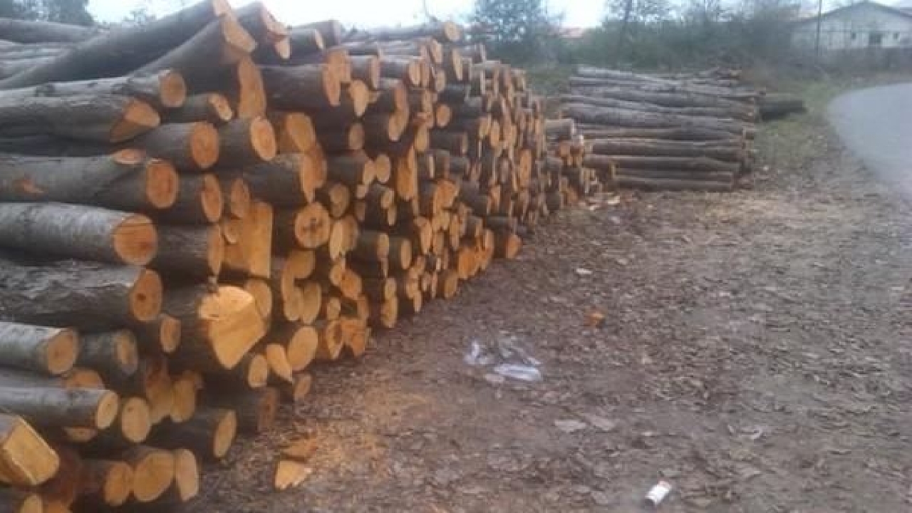 کشف بیش از ۴۰ تُن چوب جنگلی قاچاق در آستانه اشرفیه