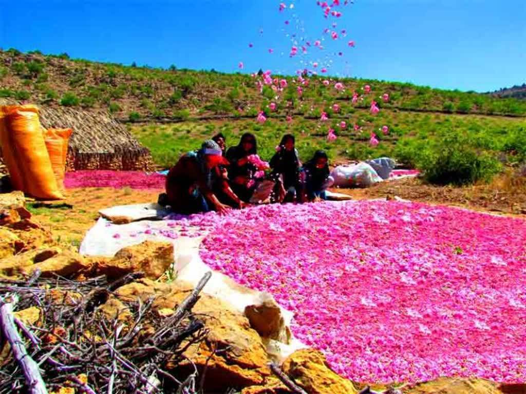 گل محمدی