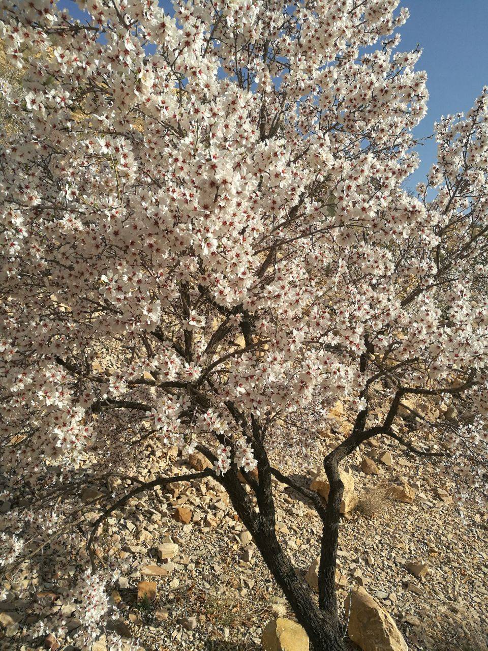 شکوفه