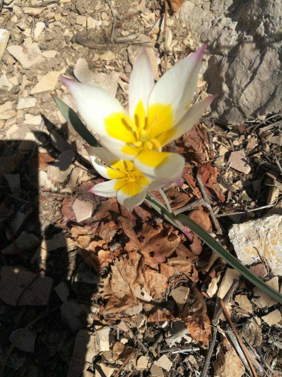 گل های بهاری