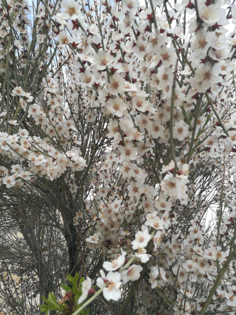 شکوفه های درختان