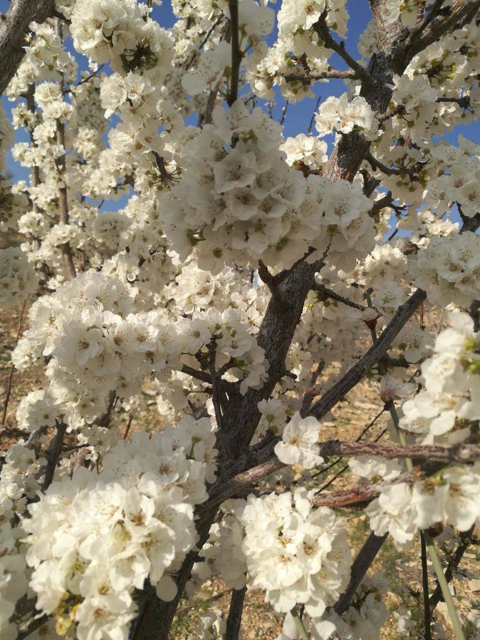 شکوفه های بهاری