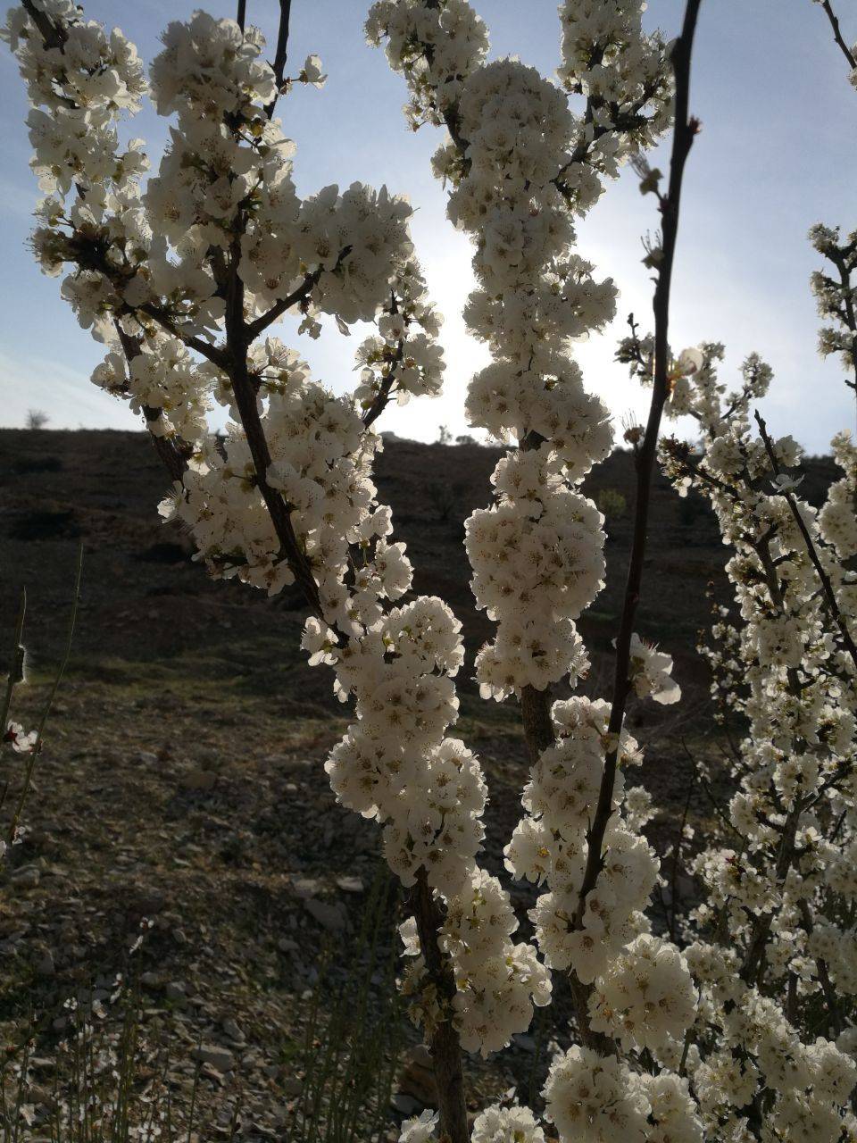 شکوفه