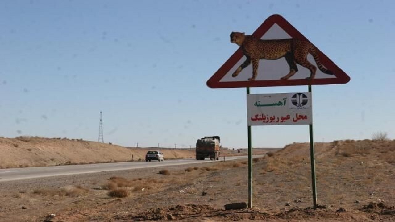 یوز تلف شده در سمنان باردار بود/ دستور استاندار  برای پیگیری موضوع