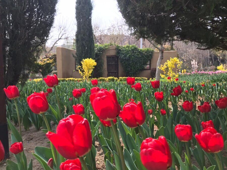 ۲۰۰ هزار پیاز لاله برای جشنواره لاله‌های کرج کاشته شد