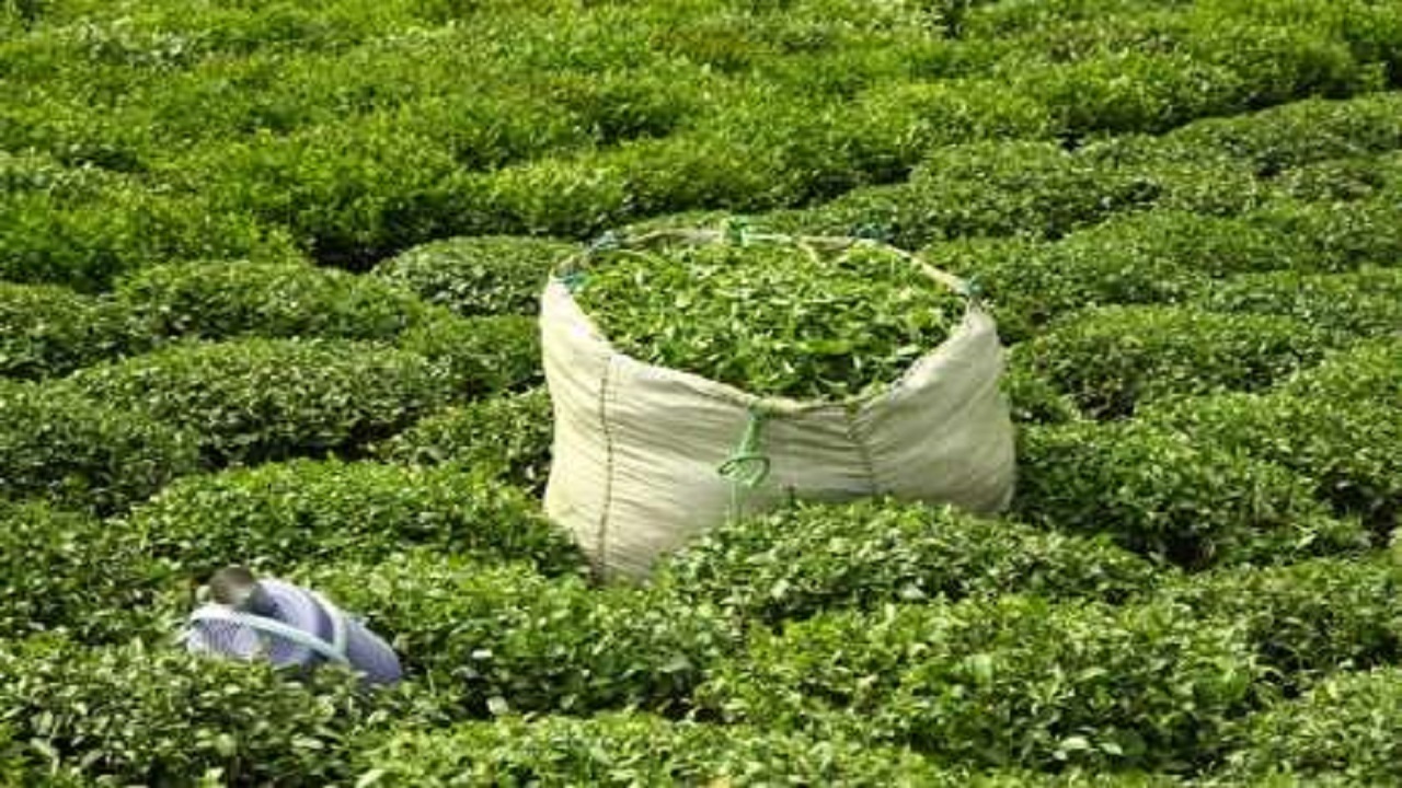 قیمت خرید تضمینی برگ سبز چای ابلاغ شد
