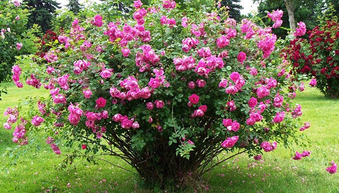 پروژه ۴۰۰ هکتاری کاشت گل محمدی کلنگ‌زنی شد