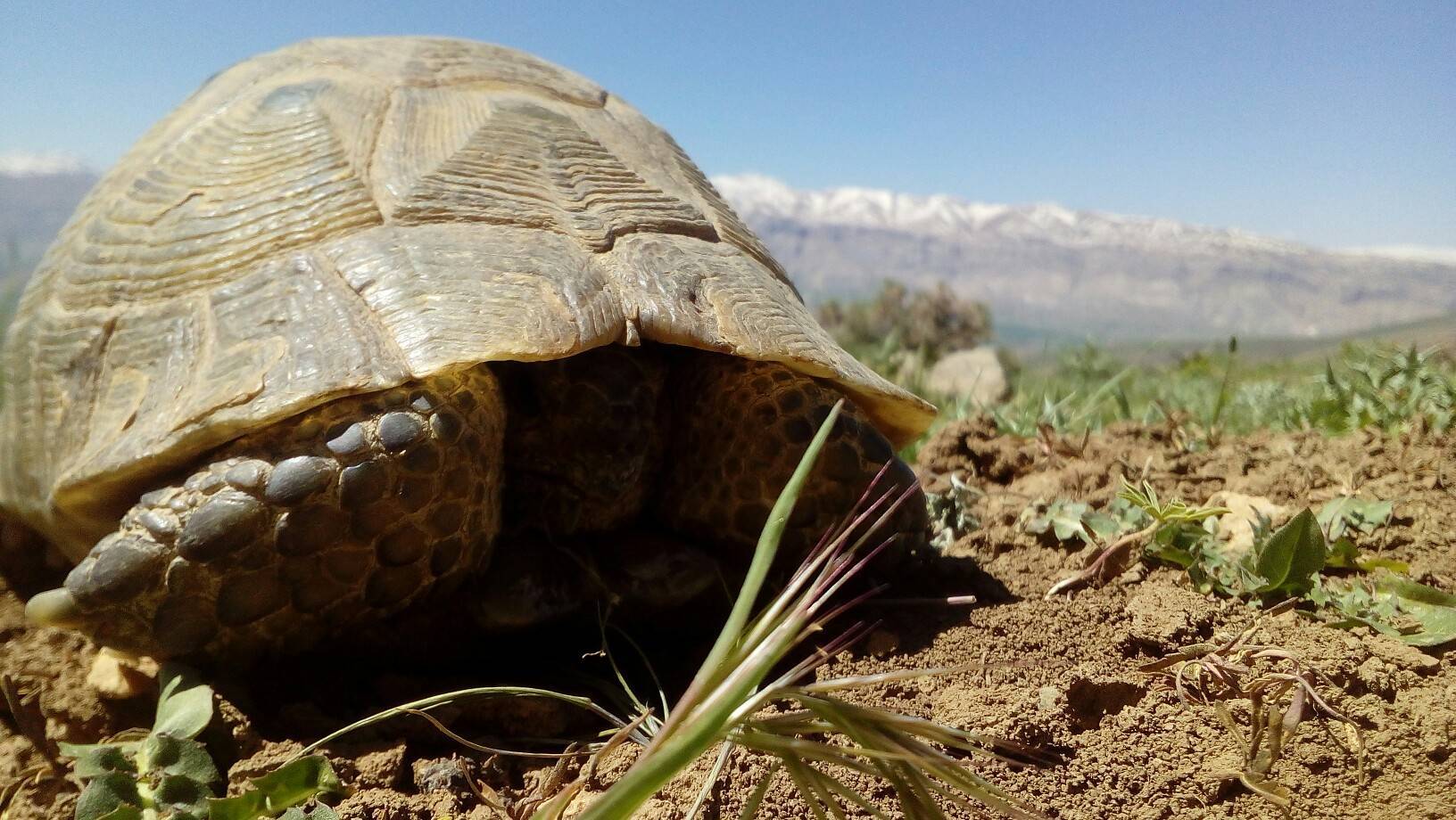 طبیعت روستای قلعه تک در بهار لذت نوشیدن چای ذغالی در طبیعت بهاری روستای قلعهتک چهارمحال و بختیاری + فیلم و تصاویر