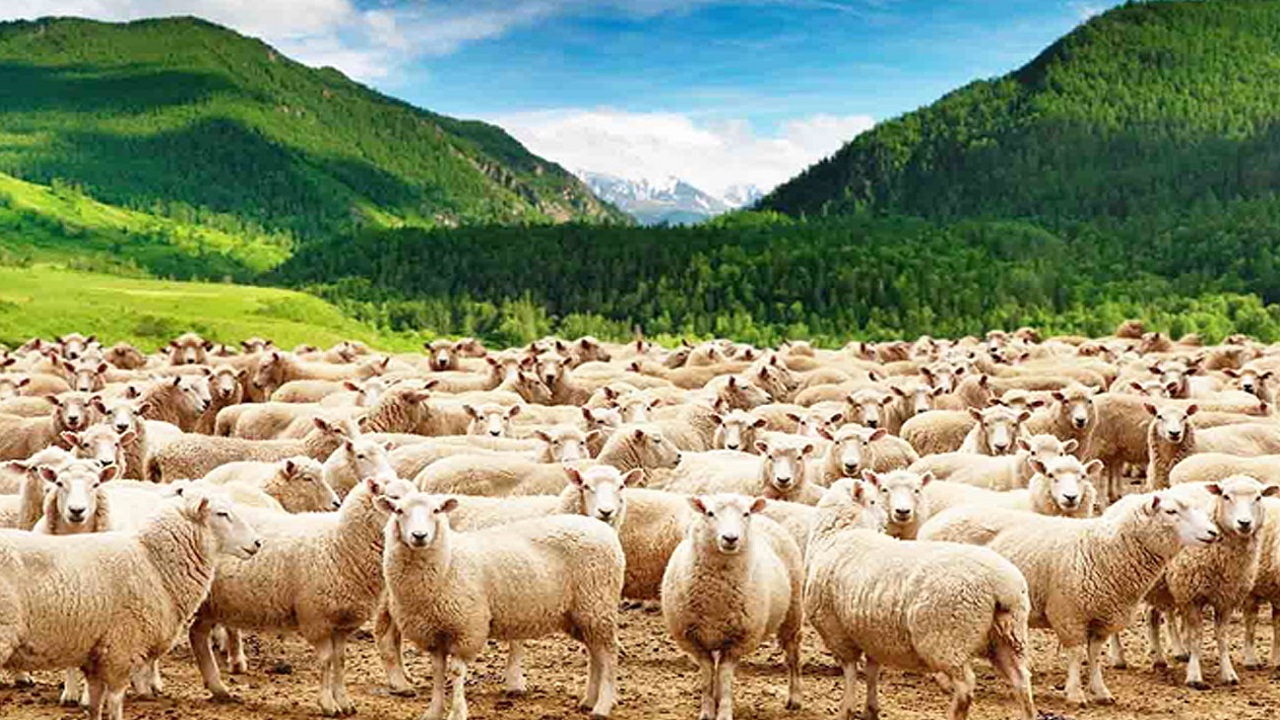 ایجاد میدان عرضه دام سبک و سنگین فرصتی برای کوتاه شدن دست واسطه‌ها است+تصاویر