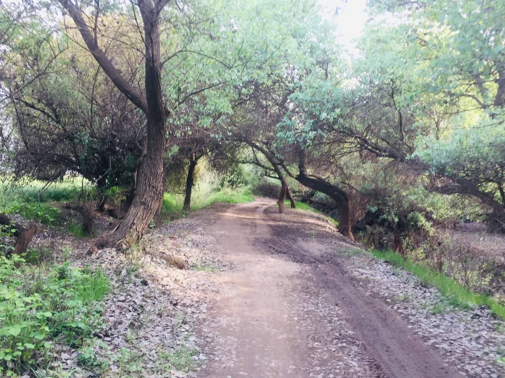 مناظر بکر و زیبای بوستان جنگلی از