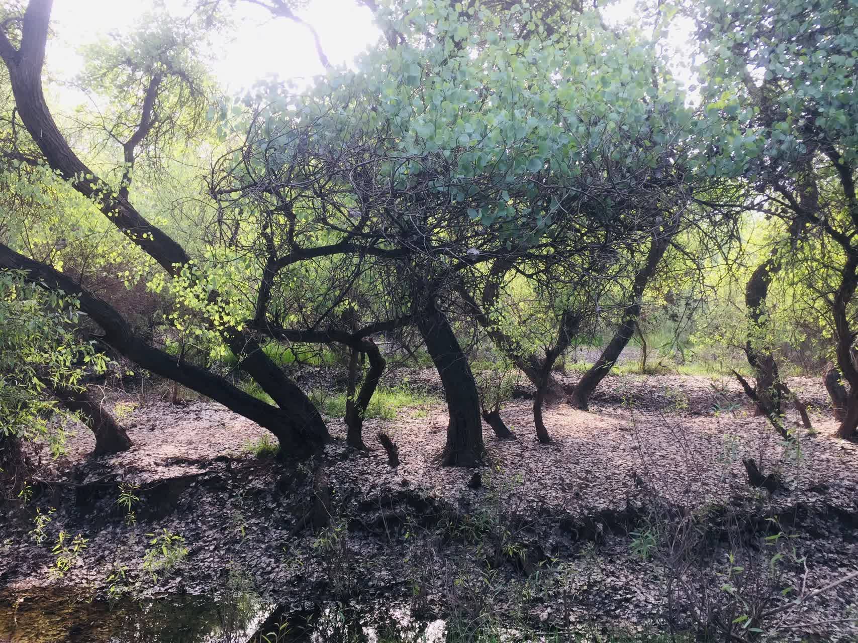 مناظر بوستان جنگلی از