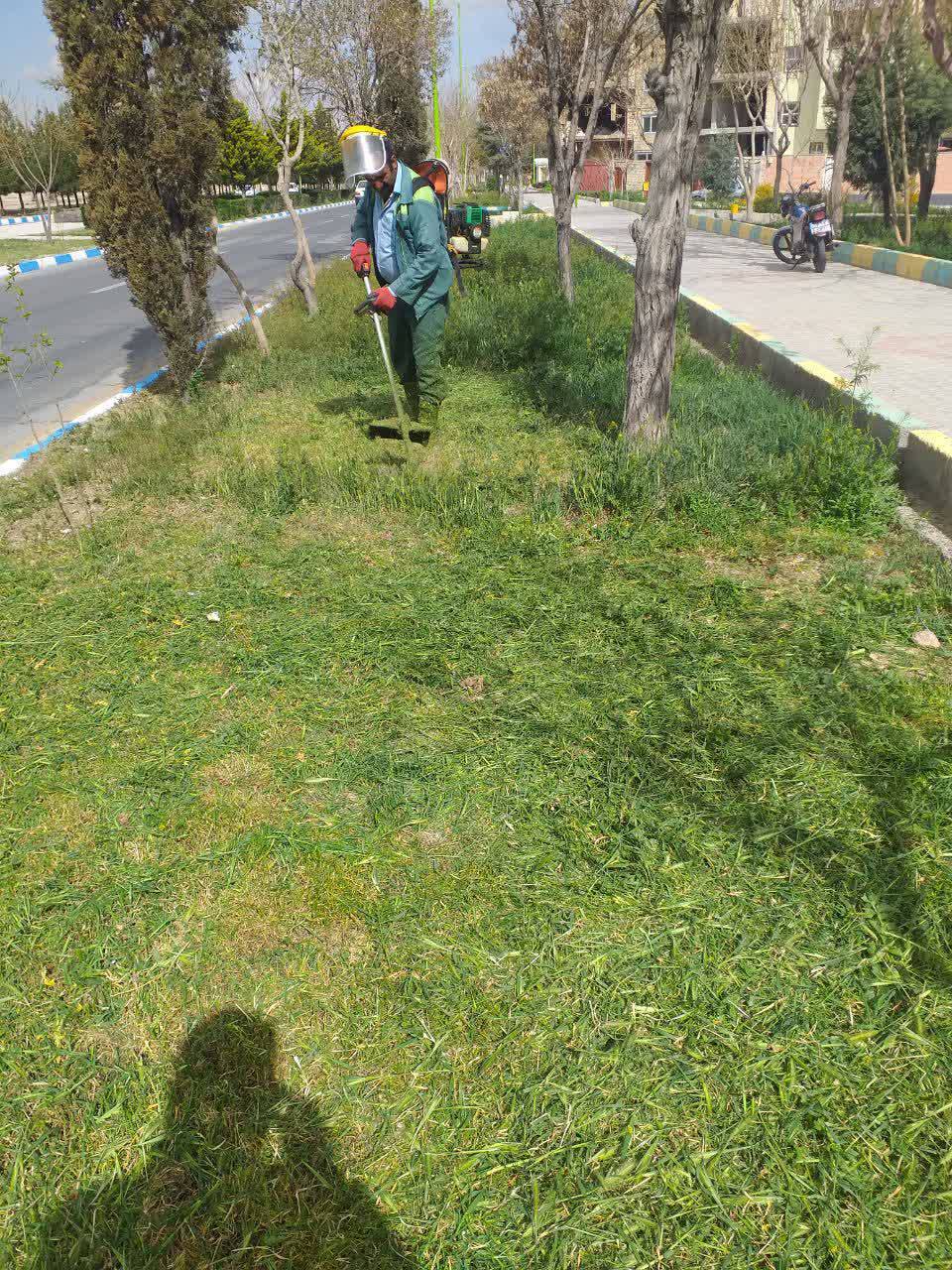 بریدن شاخ و برگ درختان از