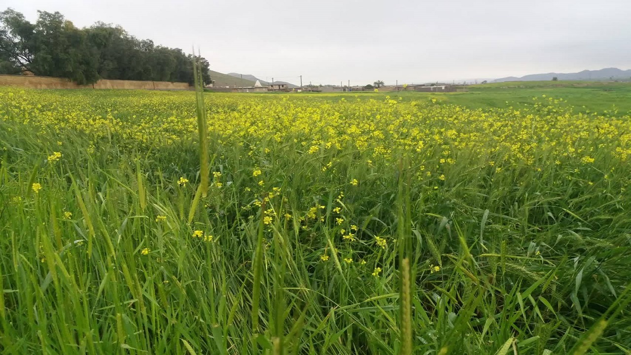 روستای پشت قلعه بهشت نهان استان ایلام + تصاویر